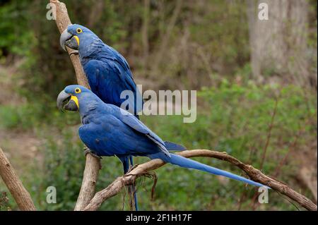 Hyazintharas (Anodorhynchus hyancinthinus) im Nashville (Tennessee) Zoo Stockfoto