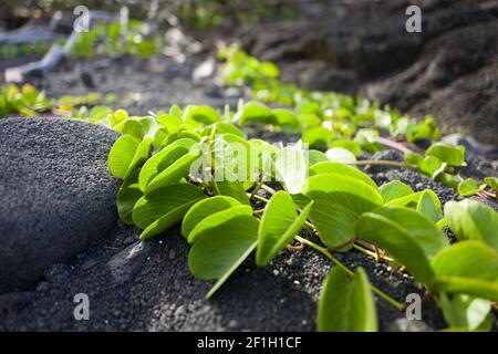 Reisen auf La Réunion Island Stockfoto