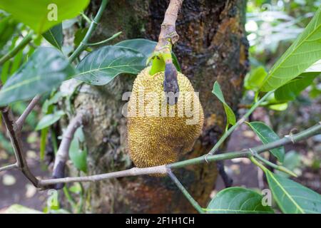 Jackfruit - leuchtend grüne tropische Früchte von La Reunion, Reisen auf La Réunion Island Stockfoto
