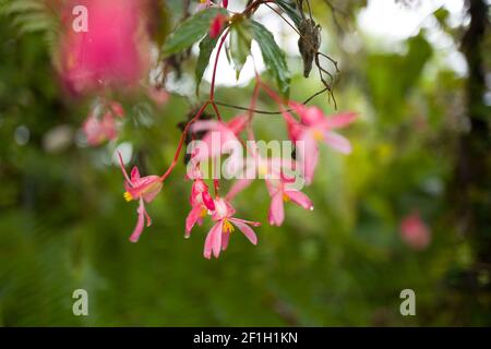 Hell-Bourg - Reisen auf La Réunion Island Stockfoto