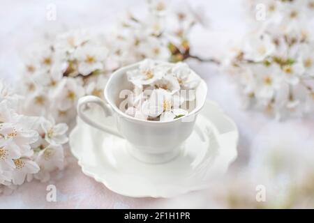 Weiße Kaffeetasse gefüllt mit Frühlingsblüte Stockfoto