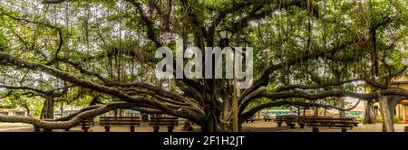 Der Banyan Tree auf dem Courthouse Square ist der größte Baum der Vereinigten Staaten, Lahaina, Maui, Hawaii, USA Stockfoto