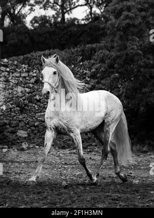 Schwarz-weißes Pferd trabben auf dem Fahrerlager, frei, Mähne im Wind, Lusitano Rasse. Stockfoto