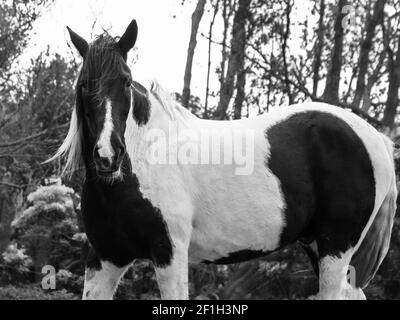 Schwarz-weißes Pferd auf dem Fahrerlager, im Freien, Mähne im Wind, Lusitano Rasse. Stockfoto