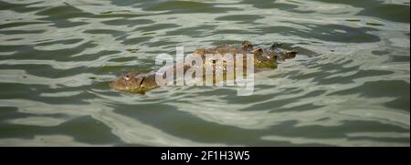 Sumpf Alligator Auf Dem Wasser Southern Animal Wildlife Stockfoto