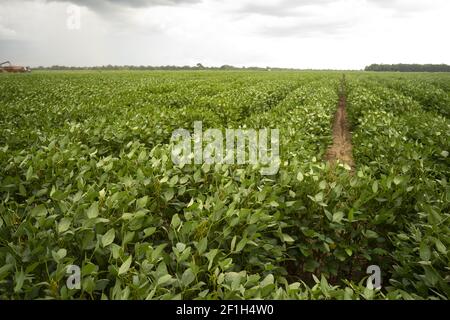 Sojabohnen wachsen groß und üppig im tiefen Süden USA Stockfoto