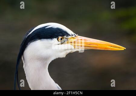 Graureiher (Ardea Cinerea) Nahaufnahme Profil von Kopf, Auge und Schnabel oder Schnabel. England, Großbritannien Stockfoto