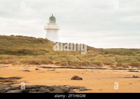 Sea Lions am Waipapa Point Lighthouse, Wildtiere am Südpazifik-Strand, die Catlins, Southland, Neuseeland Stockfoto