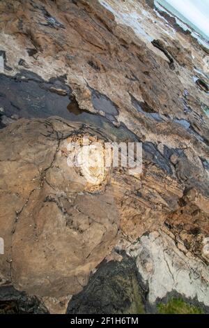 Fossiler Baumstamm im versteinerten Wald an der Curio Bay, der prähistorischen Stätte aus der Jurrasic-Ära, den Catlins, Südinsel Neuseeland Stockfoto