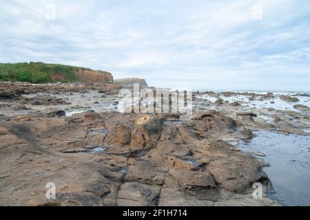 Curio Bay Cliffs und Porpoise Bay, der Ort von prähistorischen versteinerten Baumstämmen und einem versteinerten Wald an der Küste Neuseelands Stockfoto