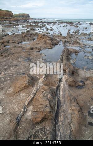 Versteinerte Bäume an den Curio Bay Cliffs und Porpoise Bay, dem Standort eines versteinerten Waldes aus der Jurassic Periode, den Catlins, Southland, Neuseeland Stockfoto