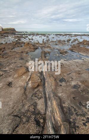 Versteinerte Bäume und Stämme in Curio Bay, aus nächster Nähe, der Standort eines versteinerten Waldes aus der Jurazeit, die Catlins, Southland, Neuseeland Stockfoto