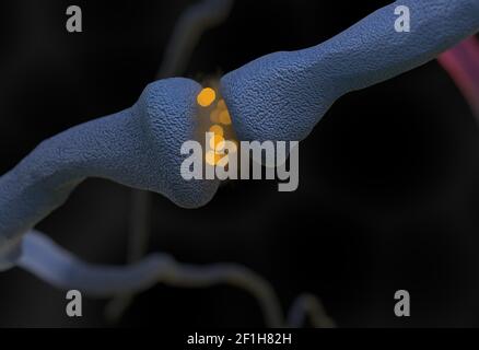 Neurotransmitter Synapse und Neuronenzellen senden elektrische Signale 3D Illustration Stockfoto