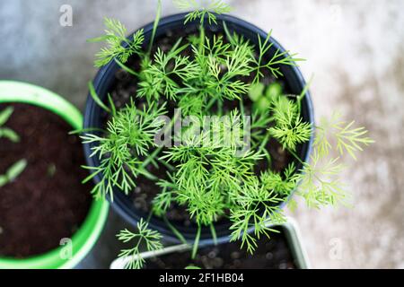 Dill wächst im Topf im Garten oder auf dem Balkon. Anbau von Kräutern zu Hause Konzept Stockfoto