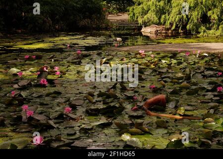 Lily Teich mit einem Ibis im Hintergrund Trinkwasser Stockfoto