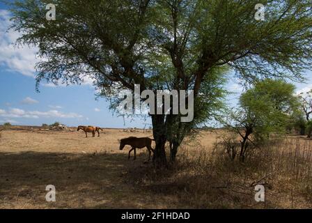 Ponys grasen auf trockenem Grasland während der Trockenzeit auf der Roten Insel, Ost-Nusa Tenggara, Indonesien. Stockfoto