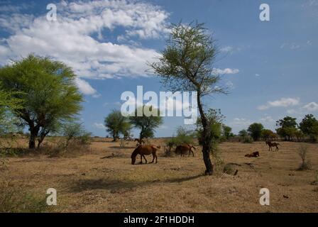 Ponys grasen auf trockenem Grasland während der Trockenzeit auf der Roten Insel, Ost-Nusa Tenggara, Indonesien. Stockfoto