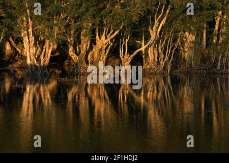 Eukalyptusbäume (Melaleuca cajuputi) auf Süsswasser sumpfigen See. Stockfoto