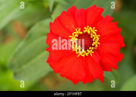 Draufsicht auf Zinnia elegans. Eine große Blume einer roten Terry auf verschwommen einen grünen Hintergrund. Nahaufnahme Makro. Asteraceae Familie. Stockfoto