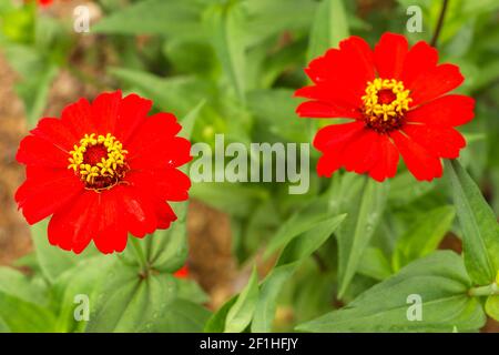 Zwei Blüten von Zinnien: Rot und rosa vor dem Hintergrund von grünem Laub. Makro. Stockfoto