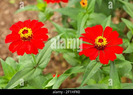 Zwei Blüten von Zinnien: Rot und rosa vor dem Hintergrund von grünem Laub. Makro. Stockfoto