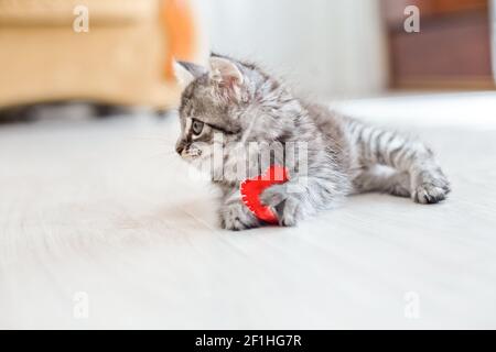 Das kleine Kätzchen liegt auf dem Boden und hält ein rotes Herz in seinen Pfoten. Liebe für Haustiere. Tierpflege. Stockfoto