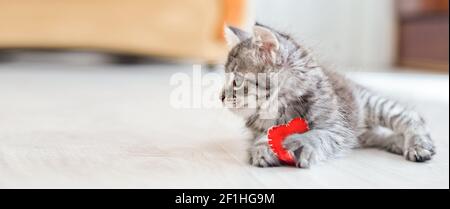 Das kleine Kätzchen liegt auf dem Boden und hält ein rotes Herz in seinen Pfoten. Liebe für Haustiere. Tierpflege. Stockfoto