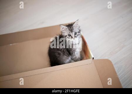 Ein kleines Kätzchen in einem offenen Karton. Der Postdienst. Versand von Waren an Tiere. Stockfoto