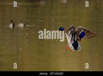 Ente ist Landung im Teich Stockfoto