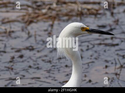 Weißer Reiher waten im Marschland Stockfoto