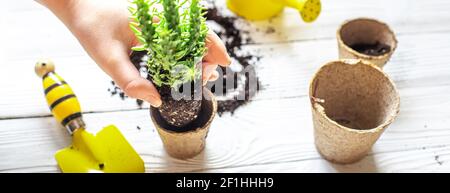 Repotting Pflanze zu Hause. Hobbys und Freizeit, Home Gartenarbeit, saftig, urban Dschungel in der Wohnung. Transplantation Hauspflanze zu Hause Stockfoto