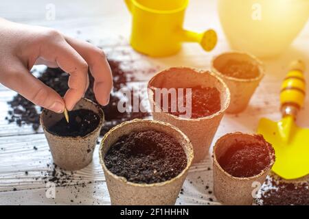 Pflanzung von Samen im Frühjahr. Samen in der Hand gegen den Boden in Papiertöpfen, Gießkanne auf Bastelpapier. Töpfe für Sämlinge, Saatbehälter für Home Gardening. Stockfoto