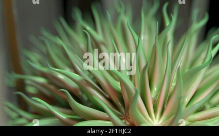 Viruszellen mit Tentakeln oder Pilzen. 3D Rendern. Stockfoto