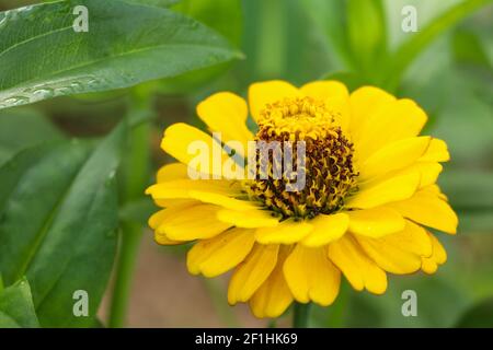 Schöne Aufnahme von gelben Zinnia elegans Blume. Stockfoto