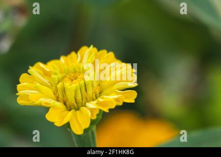 Schöne Aufnahme von gelben Zinnia elegans Blume. Stockfoto