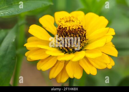 Schöne Aufnahme von gelben Zinnia elegans Blume. Stockfoto