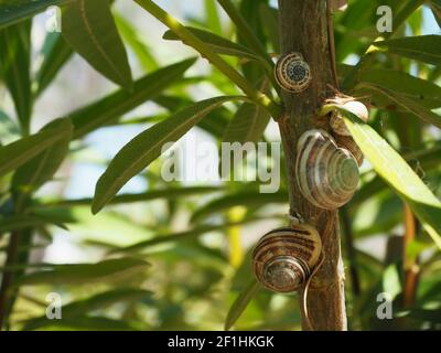 Eine Gruppe von schokoladenbändigen Schnecken auf dem Stiel eines Oleanders bush auf einer griechischen Insel Stockfoto