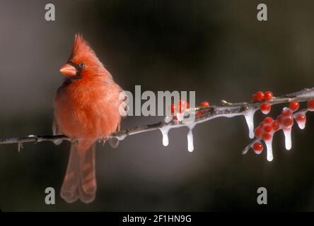 Nachdenklicher Northern Cardinal, Cardinalis cardinalis, sitzt auf eisigen Ästen von gefrorener Stechbeere und Schnee, Missouri USA Stockfoto