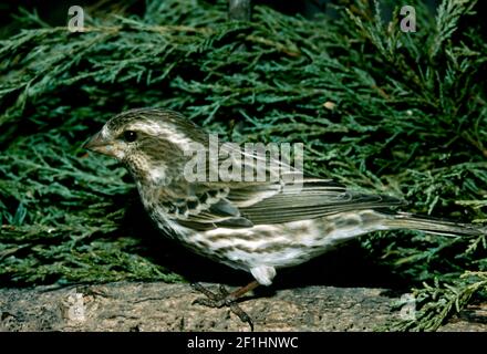 Ein Purpurfink, Carpodacus purpureus, steht in Garden, Missouri, USA, im Nahprofil auf einem Baumstamm Stockfoto