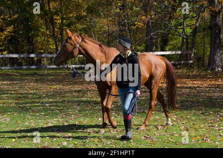 Junge Frau führt ein Vollblutpferd durch eine Herbstweide, Maine, USA Stockfoto