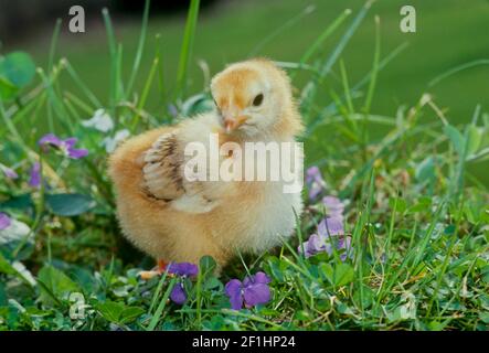 Liebenswert fuzzy Rhode Island rote Küken stehen zwischen violetten Blumen im Frühlingsgras, Missouri USA Stockfoto