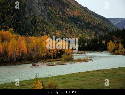 Ein schöner, kurvenreicher türkisfarbener Fluss fließt im Herbst durch ein schmales Tal, umgeben von Bergen. Katun, Altai, Sibirien, Russland. Stockfoto