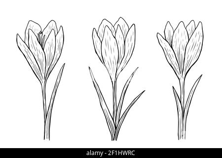 Crocus-Umriss-Set. Vektorgrafik handgezeichnete Illustration im Linienkunststil Stock Vektor