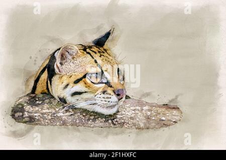 ocelot Kopf Nahaufnahme Porträt digitale Aquarell Illustration Stockfoto