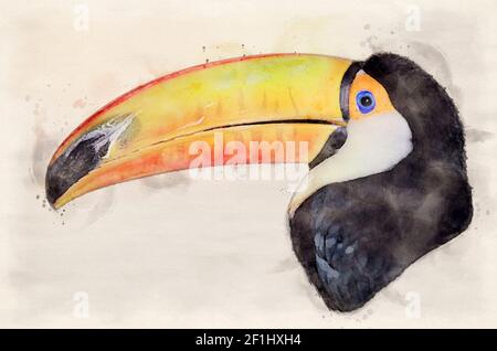 toco Tucan Kopf Nahaufnahme digitale Aquarell Illustration Stockfoto