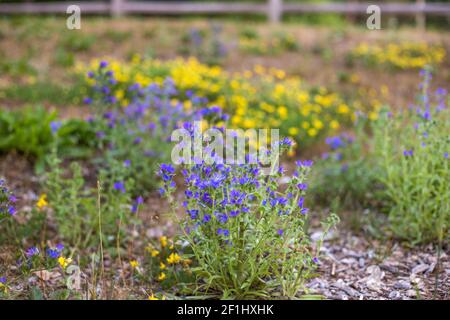 Kleine gelbe und blaue Wildblumen mit verschwommenen Holzspänen im Vordergrund Und Zaun Hintergrund Stockfoto