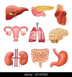 Cartoon menschliche Organe mit Leber Pankreas Herz weibliche Fortpflanzung gesetzt System Nieren Gehirn Lunge Magen Darm isoliert Vektor Illustration Stock Vektor