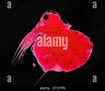Mikroskopie Bild Daphnia Wasserflea Süßwasser Aquatische Krustentiere Stockfoto