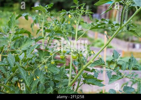 Kleine grüne Tomaten wachsen auf einem Ast und blühen im Gemeinschaftsgarten im lokalen Park. Stockfoto