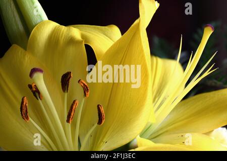 Fresh Yellow Lily Bouquet fotografiert im Studio mit einer Nikon D850. Stockfoto